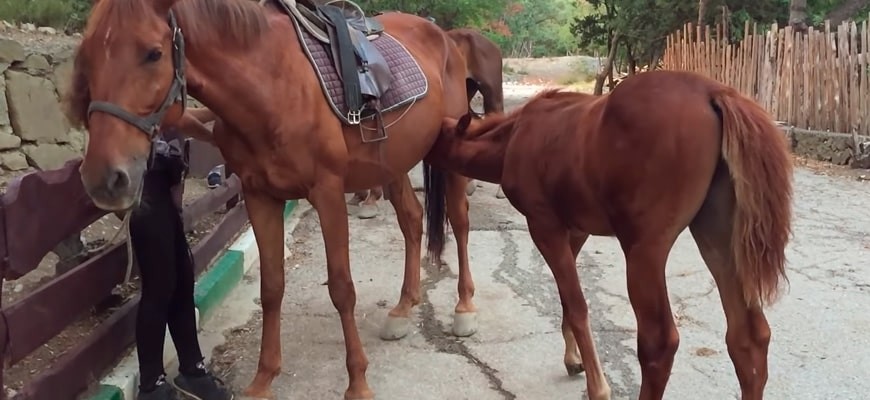 Конный туризм в Крыму Конный туризм в Крыму